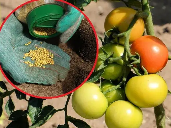 Jaki nawóz pod pomidory szklarniowe? Odkryj najlepsze opcje nawożenia