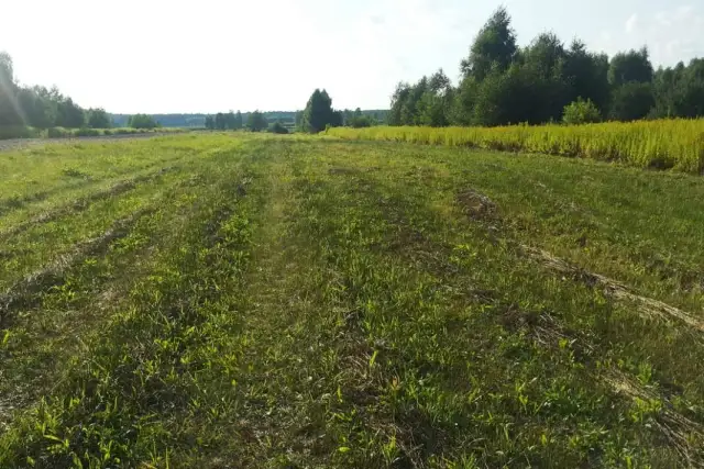 Ile kosztuje hektar ziemi w świętokrzyskim? Zaskakujące ceny i czynniki wpływające na wartość