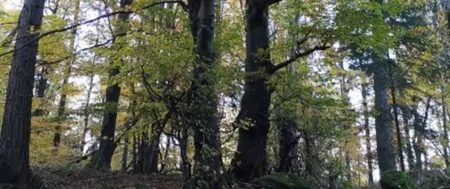 Rezerwat przyrody Góra Ślęża - historia, atrakcje i ekologia w sercu Dolnego Śląska