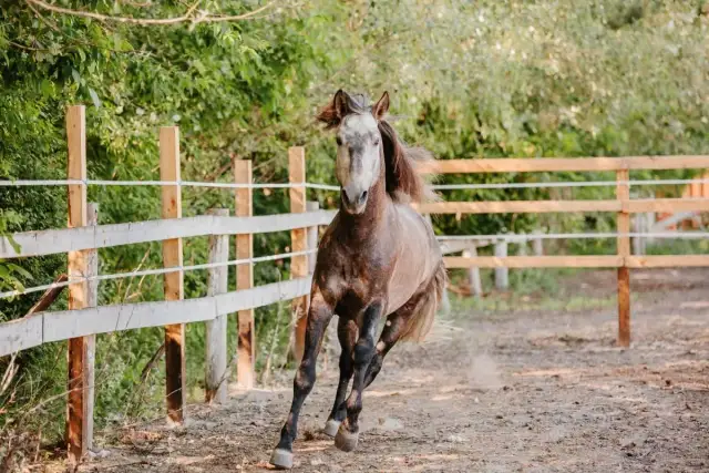 Jak szybko biega koń? Odkryj fascynujące prędkości koni