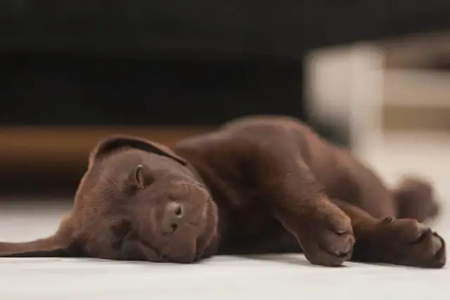 Ile szczeniaki śpią? Kluczowe informacje o potrzebach snu młodych psów