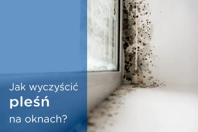 Jak skutecznie pozbyć się pleśni na oknach i zapobiec jej powrotowi
