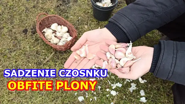 Jak się sadzi czosnek – najlepsze metody i najczęstsze błędy