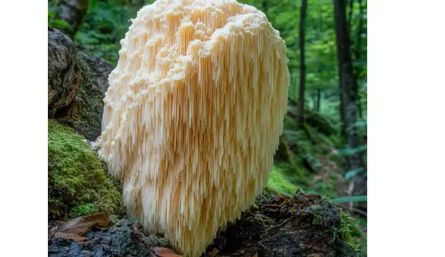 Lion's mane jako naturalny stymulator funkcji poznawczych – co mówi nauka
