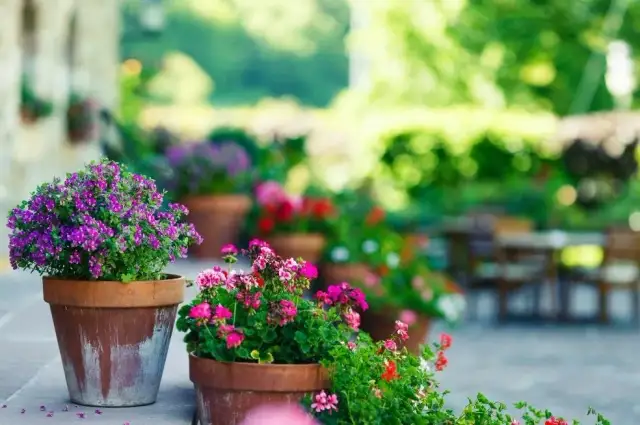 Jakie kwiaty do donic na taras? 8 najlepszych propozycji i porady