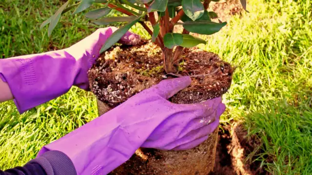 Jak sadzić różanecznik: uniknij najczęstszych błędów w uprawie