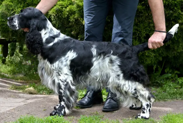 Niebieski spaniel pikardyjski, czarno-biały, z długą, falującą sierścią, stoi na tle zieleni.