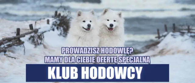 Dwa białe, puszyste psy rasy Samoyed na tle zimowego krajobrazu. Napis: "Prowadzisz hodowlę? Mamy dla Ciebie ofertę specjalną. Klub Hodowcy".