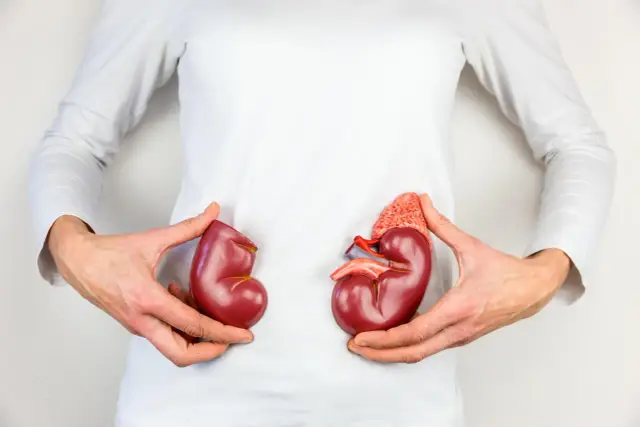 Dłonie trzymają modele nerek, symbolizujące nadzieję w transplantologii.