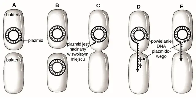 Koniugacja bakteryjna: plazmid jest nacinany, a jego DNA powielane i przekazywane do drugiej bakterii.