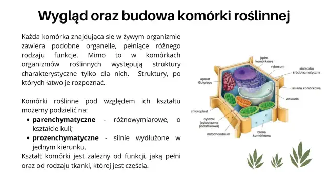 Schemat komórki roślinnej z widocznymi organellami, takimi jak ściana komórkowa i chloroplasty, ilustruje, czym się różni komórka roślinna od zwierzęcej.