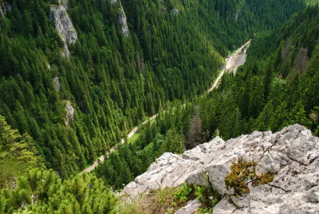 Widok na Dolinę Kościeliską z góry. Droga wije się wśród gęstego lasu świerkowego. Ile km do schroniska?