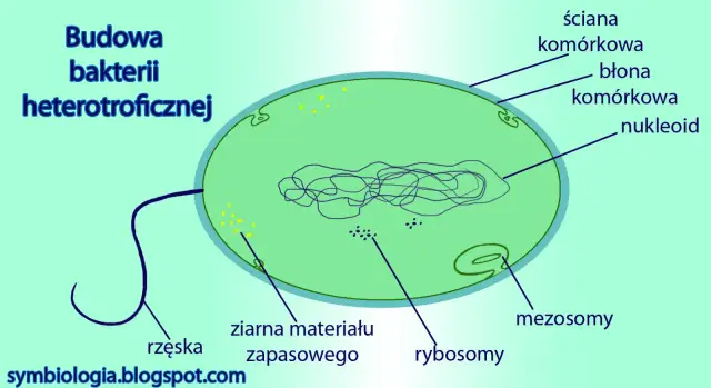 Schemat budowy komórki bakterii heterotroficznej: ściana, błona, nukleoid, ziarna zapasowe, rybosomy, mezosomy i rzęska.