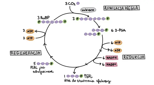 Schemat cyklu Calvina: asymilacja CO2, redukcja i regeneracja RuBP. Pokazuje przemiany cząsteczek i zużycie ATP i NADPH.