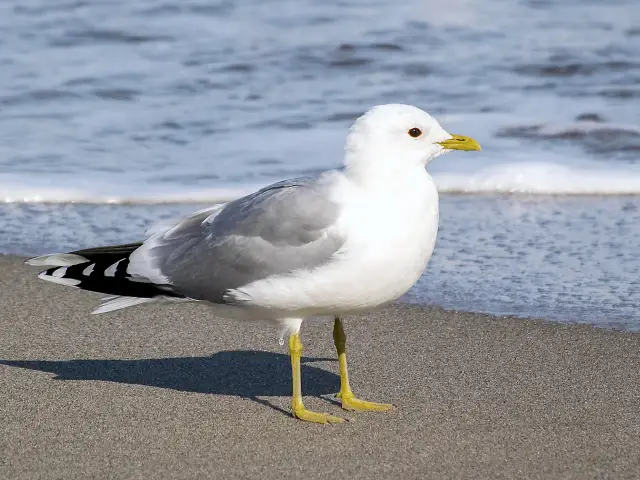 Mewa na plaży, z falującym morzem w tle. Czy mewy odlatują na zimę? Ta wygląda, jakby jeszcze nie miała takich planów.