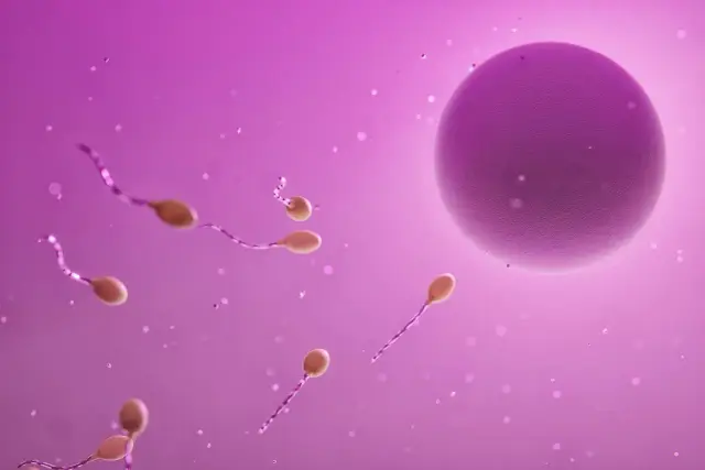 Spermatozoidy zbliżają się do komórki jajowej. Czy komórka zwierzęca ma ścianę komórkową? Nie, nie ma.