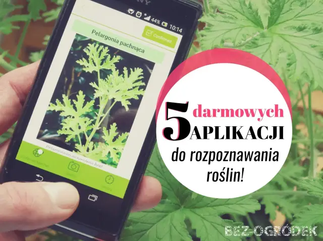 Darmowa aplikacja do rozpoznawania roślin po polsku identyfikuje pelargonię pachnącą. Idealna dla każdego ogrodnika!
