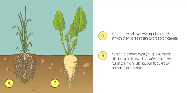Ilustracja pokazuje roślinę z korzeniem palowym, łodygą i liśćmi, obok trawy z korzeniem wiązkowym.