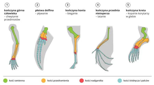 Ilustracja pokazuje podobieństwa w budowie kończyn człowieka, delfina, konia, nietoperza i kreta, dowodząc ewolucjonizmu.