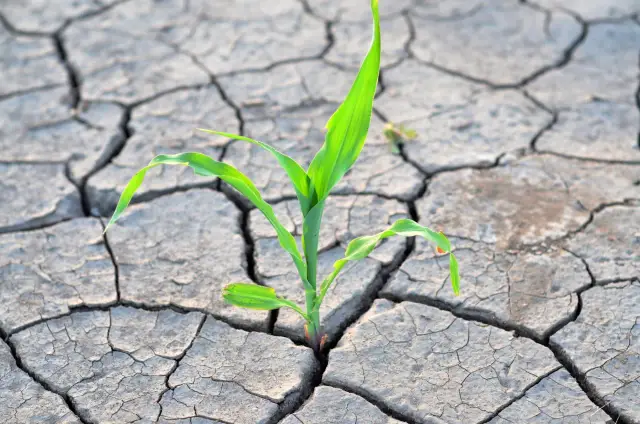 Młoda roślina przebija się przez spękaną, suchą ziemię. Symbol nadziei w obliczu zmian klimatycznych.