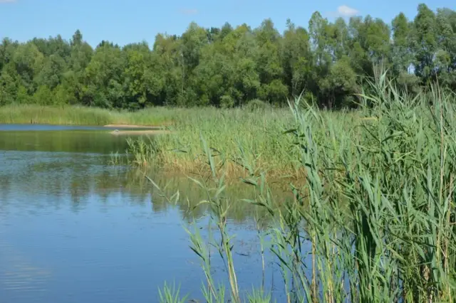 Spokojne jezioro Rydwan otoczone trzcinami i lasem. Woda odbija błękitne niebo.
