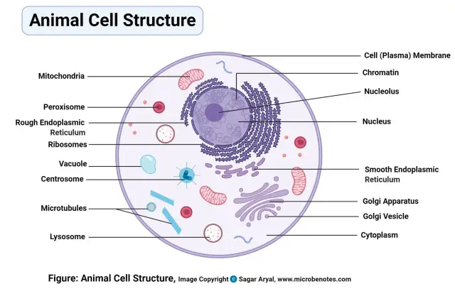 Schemat przedstawia **elementy komórki zwierzęcej**: jądro, mitochondria, aparat Golgiego, retikulum endoplazmatyczne, cytoplazmę i inne organelle.