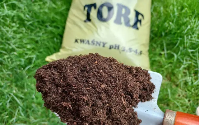 Łopatka z torfem na tle zielonej trawy i worka z napisem "TORF". Idealny do kwaśnolubnych roślin.