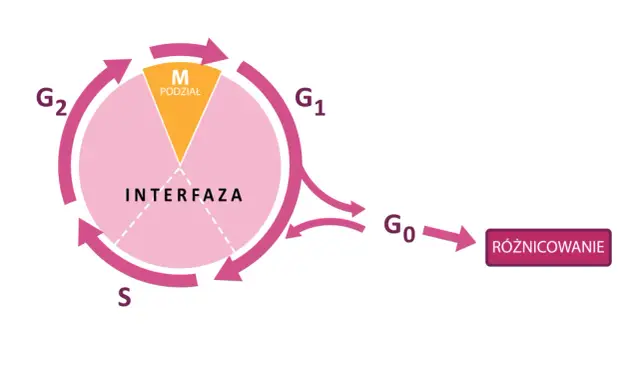 Cykl komórkowy: interfaza (G1, S, G2) i faza M (podział). Komórki mogą wejść w fazę G0 (różnicowanie).