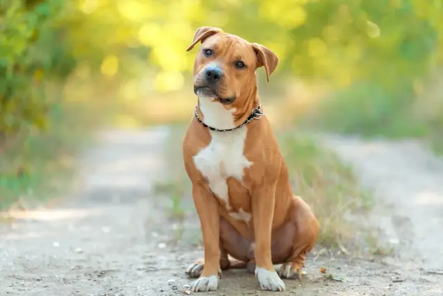 Siedzący na ścieżce pies rasy amstaff, z przyjaznym spojrzeniem. Czy amstaff jest agresywny? Ten pies wygląda na łagodnego towarzysza.