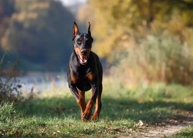 Doberman z naturalnymi uszami biegnie przez trawiasty teren, z rozmazanym tłem jesiennego parku.