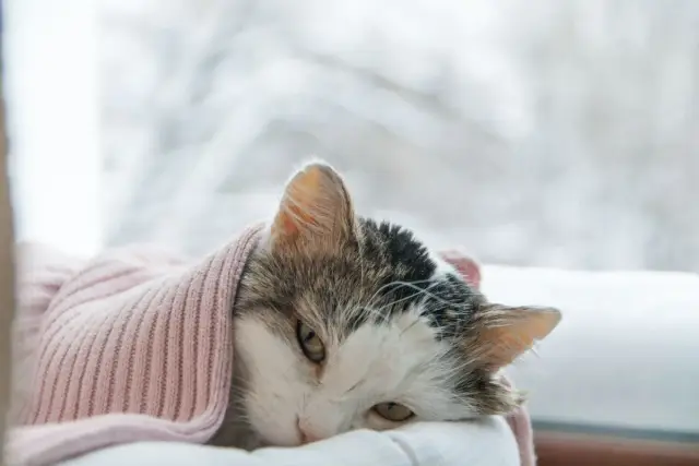 Chory kot zawinięty w różowy sweter, leżący przy oknie.