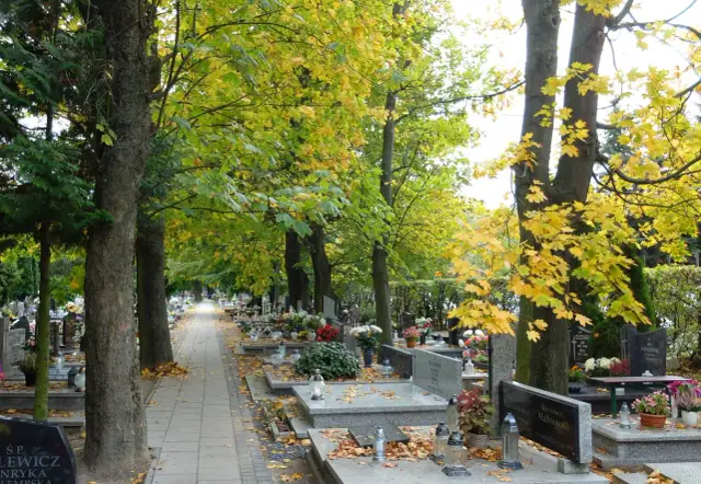 Aleja nagrobków na cmentarzu w Poznaniu jesienią. Wyszukiwarka grobów poznań pomoże odnaleźć bliskich.