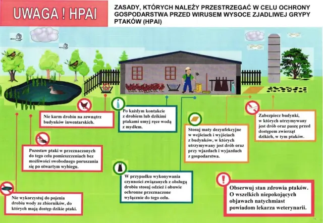 Ilustracja przedstawia zasady ochrony gospodarstwa przed ptasią grypą (HPAI). Wskazówki obejmują m.in. dezynfekcję, zabezpieczenie budynków i obserwację ptaków.