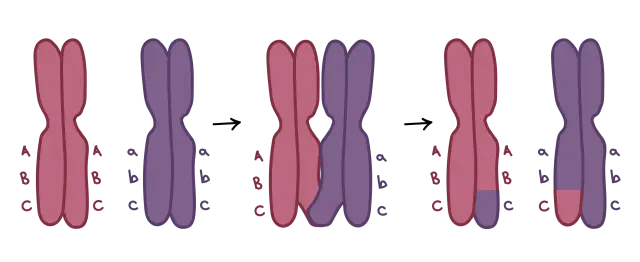 Ilustracja pokazuje, czym jest mitoza: wymianę fragmentów między chromosomami, co prowadzi do rekombinacji genetycznej.