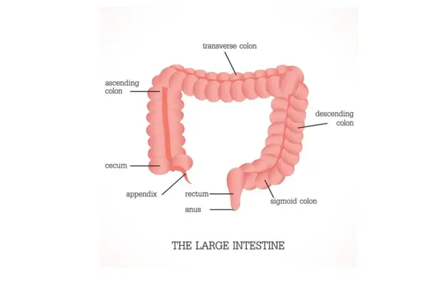 Anatomia jelita grubego: wstępujące, poprzeczne, zstępujące, esowate, kątnica, wyrostek, odbytnica i odbyt. Jelito czcze jest częścią jelita cienkiego.