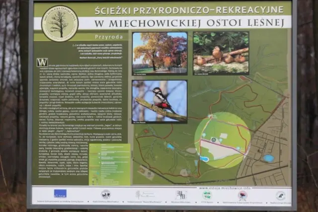 Miechowicka Ostoja Leśna: Odkryj zielone serce Bytomia!