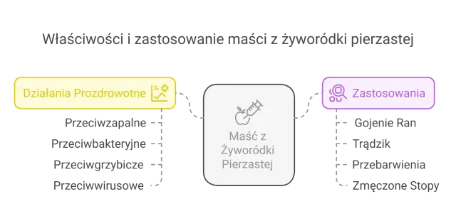 Maść z żyworódki pierzastej ma działania prozdrowotne: przeciwzapalne, przeciwbakteryjne, przeciwgrzybicze, przeciwwirusowe. Zastosowania: gojenie ran, trądzik, przebarwienia, zmęczone stopy.