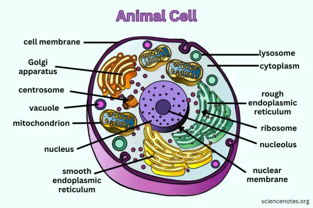 Schemat komórki zwierzęcej z widocznymi organellami: jądro, mitochondria, aparat Golgiego, siateczka śródplazmatyczna.