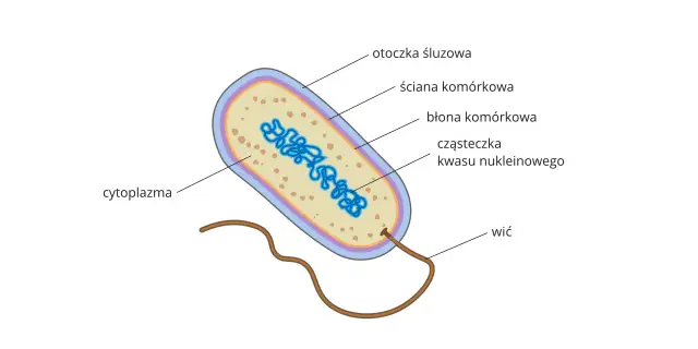 Schematyczny opis komórki bakteryjnej z widoczną otoczką śluzową, ścianą komórkową, błoną komórkową, cytoplazmą, cząsteczką kwasu nukleinowego i wicią.