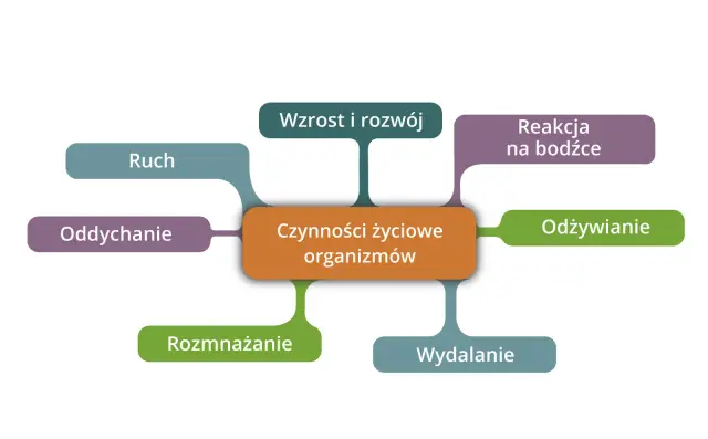 Diagram przedstawia czynności życiowe organizmów: odżywianie, oddychanie, wydalanie, rozmnażanie, wzrost i rozwój, ruch oraz reakcję na bodźce.