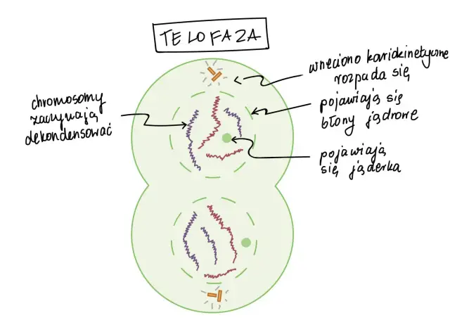 Telofaza: chromosomy dekondensują, wrzeciono kariokinetyczne rozpada się, pojawiają się błony jądrowe i jąderka. Tak przebiega mitoza.