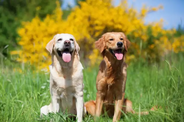 Dwa psy, jasny labrador i rudy golden retriever, siedzą w trawie na tle kwitnących krzewów.
