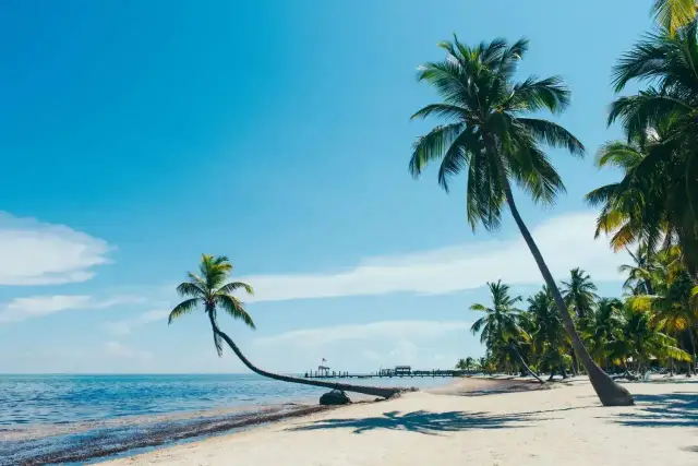 Idealne plany na wakacje: piaszczysta plaża, palmy i błękitne morze. Marzenie o raju.