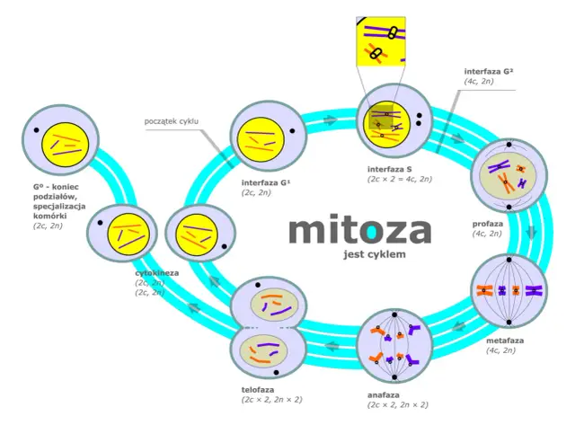 Cykl mitozy: od interfazy G1, przez S, G2, profazę, metafazę, anafazę, telofazę, cytokinezę, aż do G0. Dla niektórych organizmów mitoza jest sposobem rozmnażania.