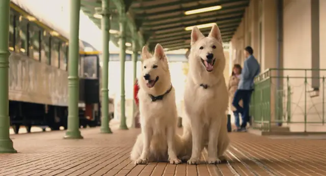 Dwa białe psy na dworcu, jakby czekały na pociąg, niczym bohaterowie filmu o psie, który jeździł koleją cały film.