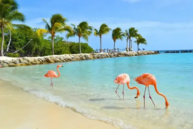 Trzy flamingi brodzą w płytkiej, turkusowej wodzie na plaży rajskiej wyspy Aruba. Palmy i bujna zieleń w tle.