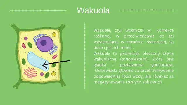 Schemat komórki roślinnej z zaznaczoną wakuolą. Wakuola to duży organell roślinny, kluczowy dla budowy i funkcji komórki.