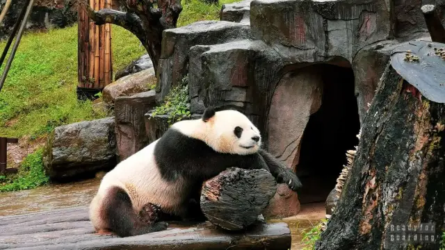 Panda w zoo odpoczywa, opierając się o pień drzewa. W tle skalna grota i bambusowy zagajnik.