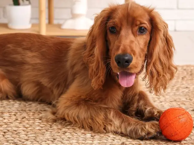Rudy cocker spaniel z długimi, falującymi włosami leży obok pomarańczowej piłki. Czy cocker spaniel ma włosy czy sierść? Ten piesek ma piękne, długie włosy.