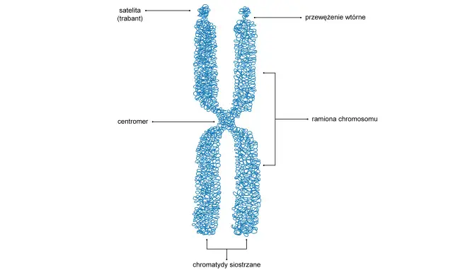 Schemat chromosomu z zaznaczonymi ramionami, centromerem, satelitą i przewężeniem wtórnym. Ukazuje stopnie upakowania DNA.
